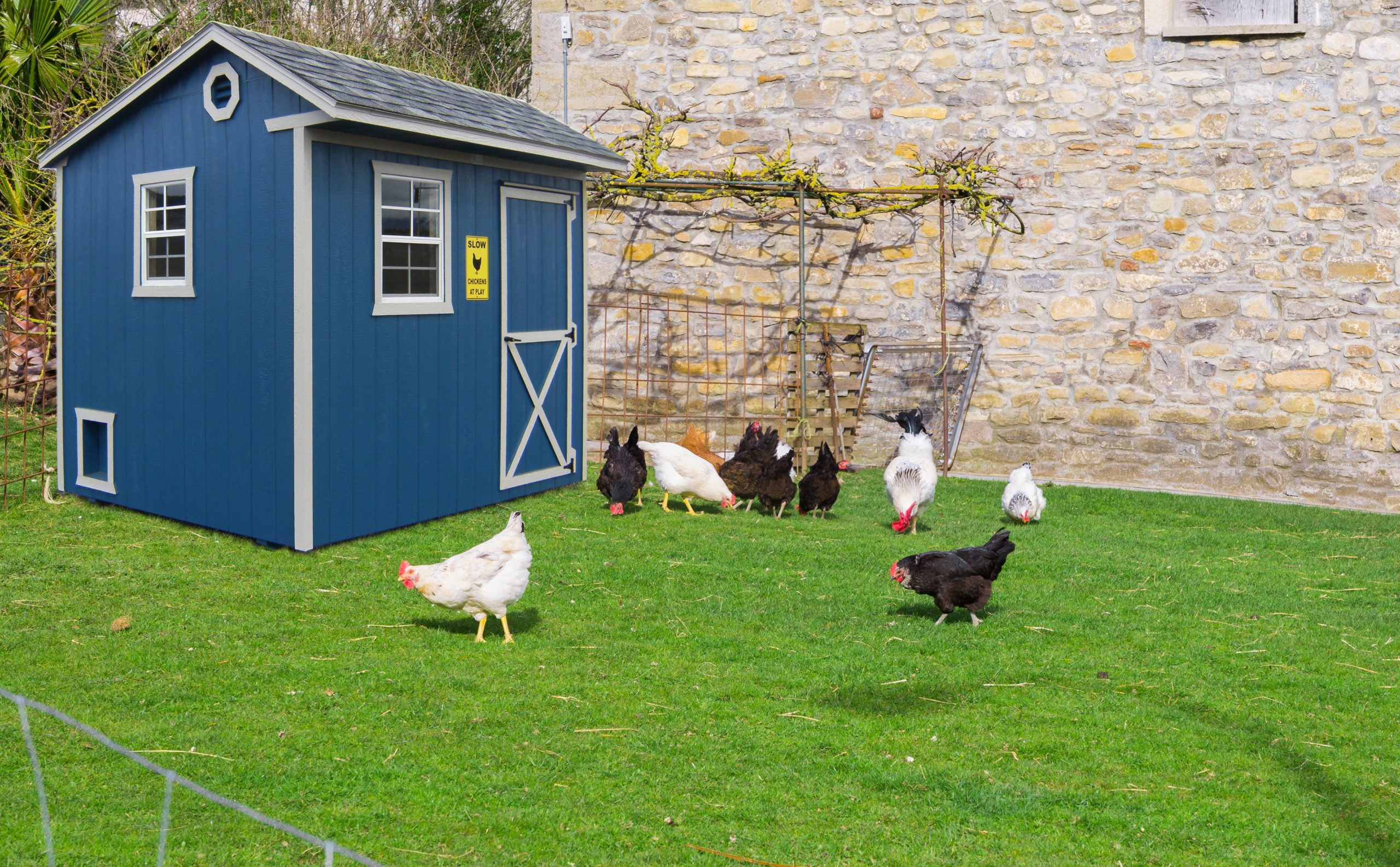 buy chicken coops or