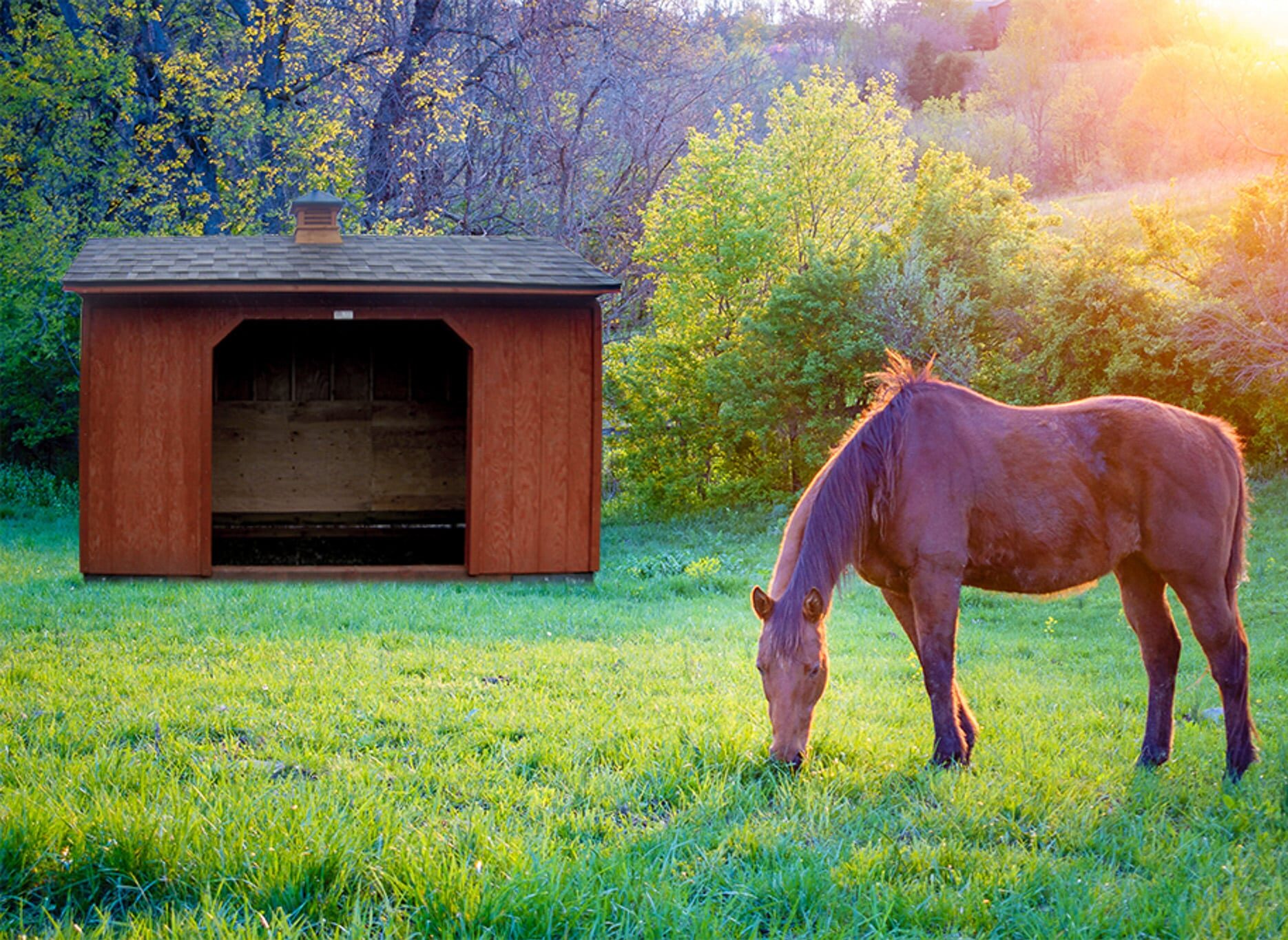 Explore our Livestock Run In sheds - horse grazing on green grass in front of brown wooden run in shed on sunny day