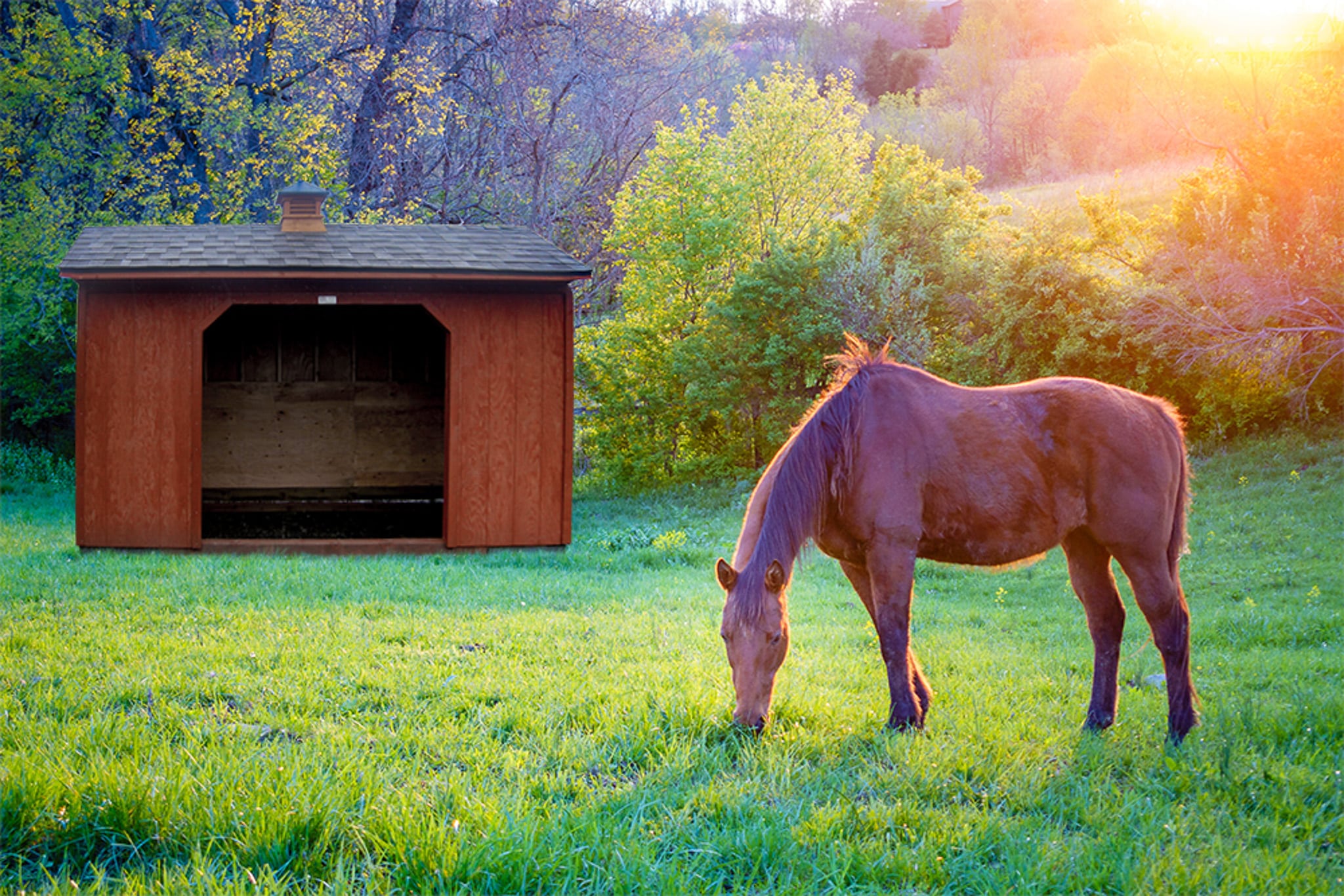 Brown wooden livestock run in shed near horse grazing on green sunlit grass