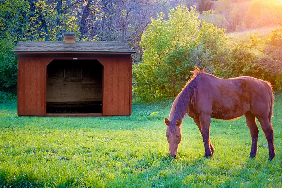 run in shed in pasture