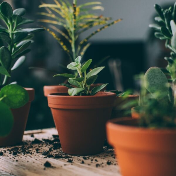 custom potting garden storage bench