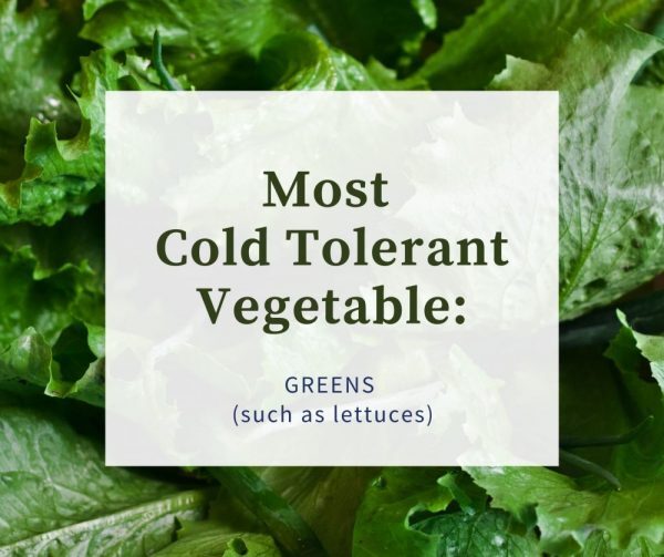 Most Cold Tolerant Vegetable