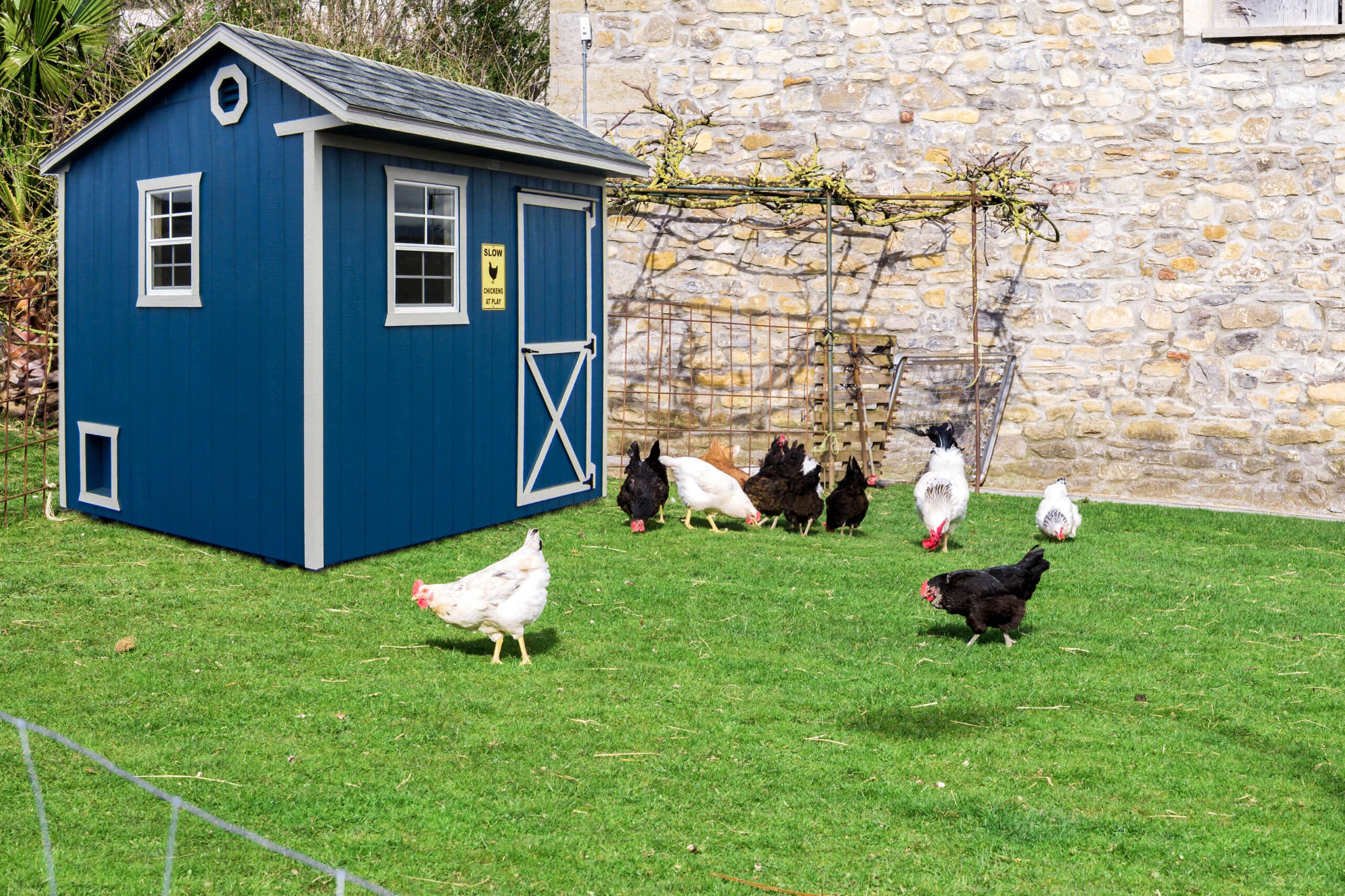 A blue wooden chicken coop with white trim in a grassy yard, surrounded by free-ranging chickens of various colors, set against a stone wall.