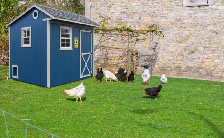 backyard chickens to grow your own food