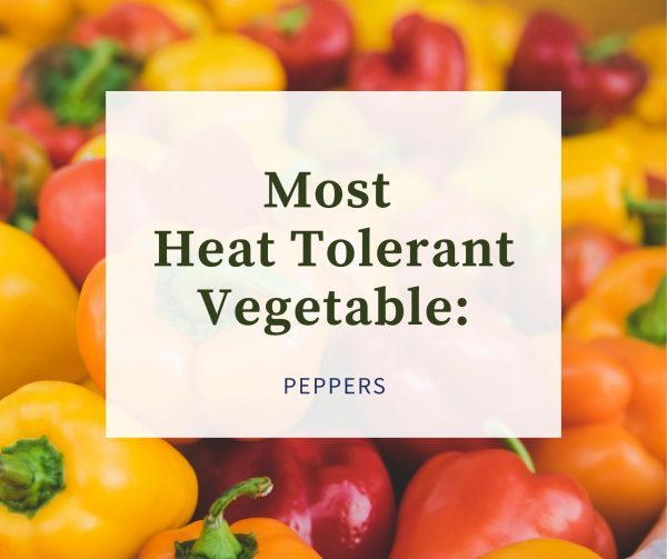Copy of Most Cold Tolerant Vegetable